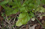 Lewiston cornsalad